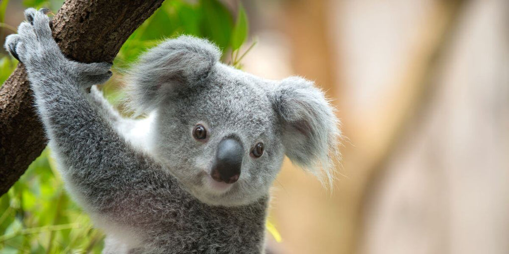 La veilleuse koala : un allié pour le sommeil des enfants – Une